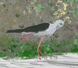 Black winged stilt